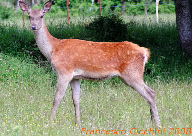 Tenerezze di mamma cervo